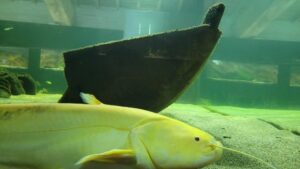 Acquario Biosfera di Parma – Vasca del pesce gatto
