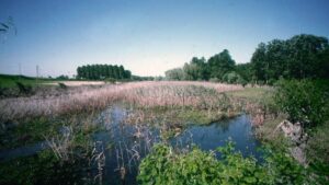 Fossacaprara – Paesaggio dell’Isola di Fossacaprara 2