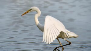 Riserva Naturale Orientata della Parma Morta – Airone Bianco