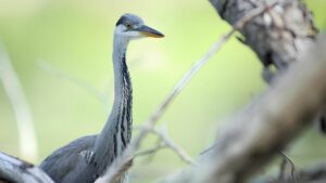 Riserva Naturale Orientata della Parma Morta – Airone Cenerino