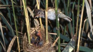 Riserva Naturale Orientata della Parma Morta – Cannaiola