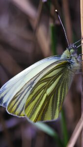 Riserva Naturale Orientata della Parma Morta – Farfalla