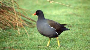 Riserva Naturale Orientata della Parma Morta – Gallinella d’Acqua