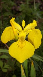 Riserva Naturale Orientata della Parma Morta – Iris d’acqua