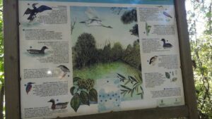 Riserva Naturale Orientata della Parma Morta – Mappa flora e fauna
