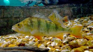 Riserva Naturale Orientata della Parma Morta – Persico Reale