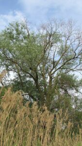 Riserva Naturale Orientata della Parma Morta – Salici